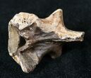 Large Cretaceous Lizard Vertebrae - Hell Creek Formation #12803-4